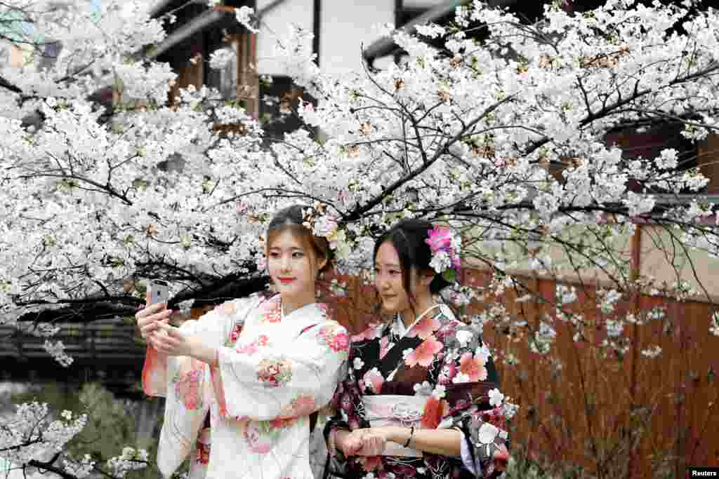 2017年4月7日,日本京都市的女子穿着和服,在花前树下留影,人面樱花交相映。