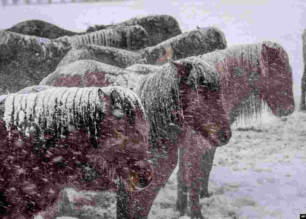 Icelandic horses brave a snow storm at a stud farm in Wehrheim near Frankfurt, Germany, Jan. 24, 2021.