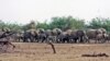 Ayarin Giwaye A Kasar India Sun Kashe Mutane 5 Da Raunata 1