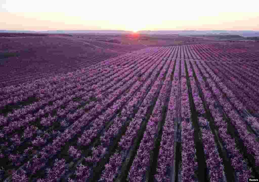 A view shows flowering of peach trees in Aitona, in the Catalonian province of Lleida, Spain.