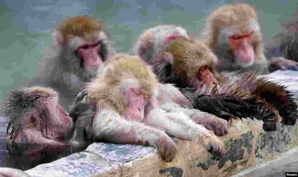 Japanese macaques soak in a hot spring at the Hakodate Tropical Botanical Garden in Hakodate on Japan's northernmost main island of Hokkaido.