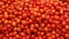 No Namibe pragas ameaçam cultura de tomate e milho