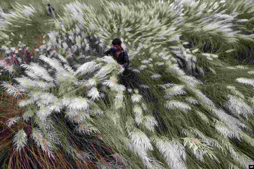 A Bangladeshi man cuts Kashful, or white grass plants, in Keraniganj, near Dhaka. 