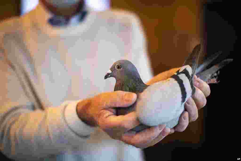 Carlo Gyselbrecht, co-owner of Pipa, a Belgian auction house for racing pigeons, shows a two-year old female pigeon named New Kim after an auction in Knesselare, Belgium. A pigeon racing fan has paid a world record 1.6 million euros for New Kim, in the once-quaint sport that seemed destined for near extinction only a few years back, people.
