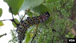  amacimbi