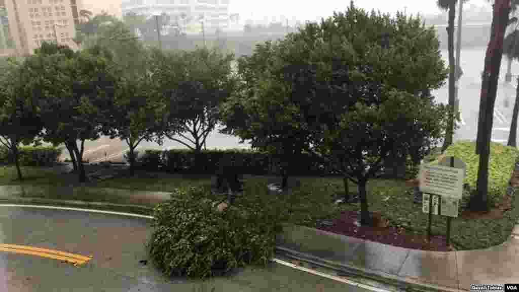 Árboles se caen con la llegada de Irma a Florida. El huracán llegó el domingo en la mañana.