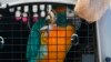 Guacamayos en peligro regresan a Bolivia para salvar a su especie