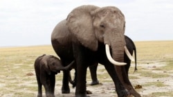 Quiz - Environmentalists: Kenyan Avocado Farm Would Block Elephant Movements