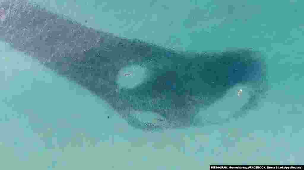 People and a shark swim through a school of salmon at Sydney's Bondi Beach in Australia, in this still image from a drone video obtained from social media.