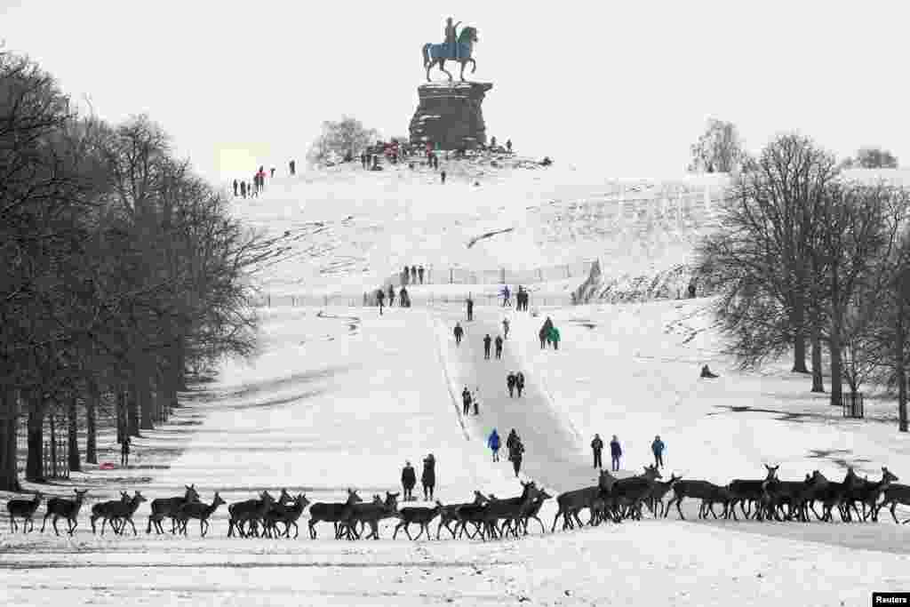 A herd of deer walks through the snow in Windsor, Britain.