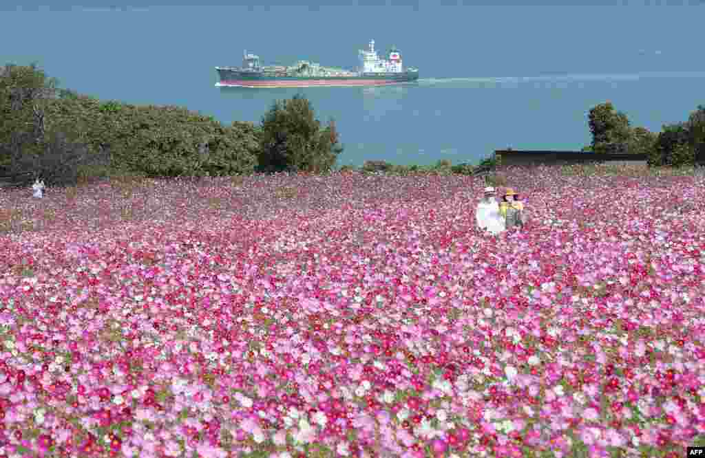 A couple takes a selfie at Nokonoshima Island Park on Nokonoshima Island, in Hakata Bay, Fukuoka prefecture, Japan, as the early-blooming cosmos covers in the park's 10,000-square-foot slope in pink and purple.