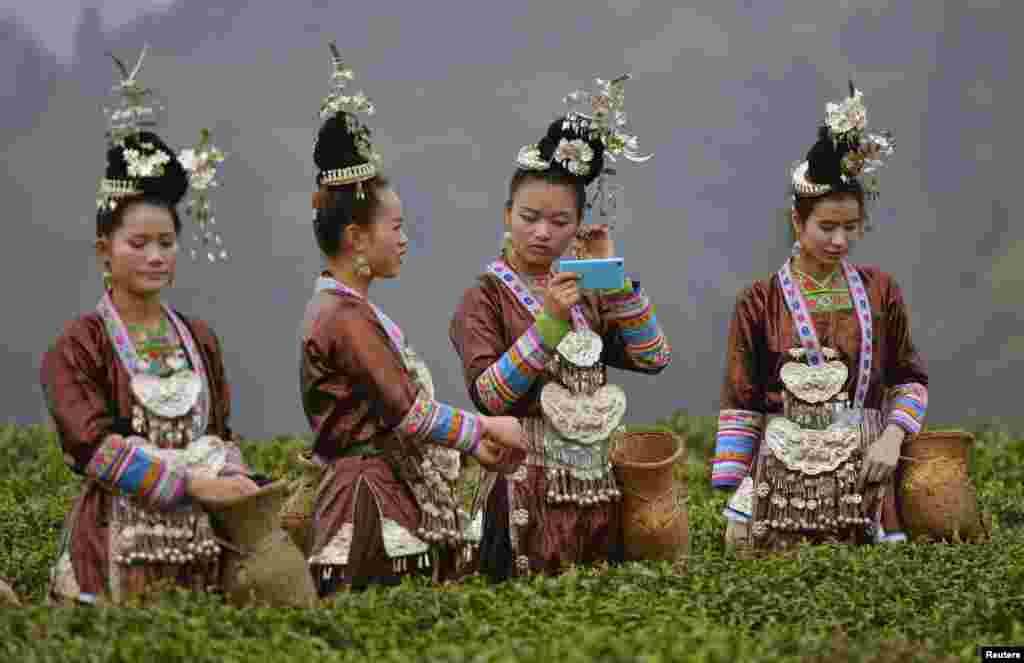 Kaum perempuan Suku Dong dalam kostum tradisional mereka memilih daun teh dalam upacara menandai awal musim memetik teh pada musim semi, di perkebunan teh di Liping, Provinsi Guizhou, China. 