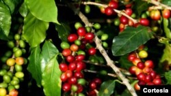 Cosecha de café en Matagalpa, Nicaragua. Foto cortesía de Alianza Nacional de Cafetaleros.