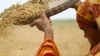 Global Crop Diversity Trust preserves and protects plant genetic material for future use. (Credit: GCDT)