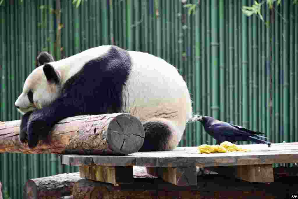 A crow pulls fur from a giant panda to use for nesting, at the Beijing Zoo in Beijing, China, April 9, 2018.