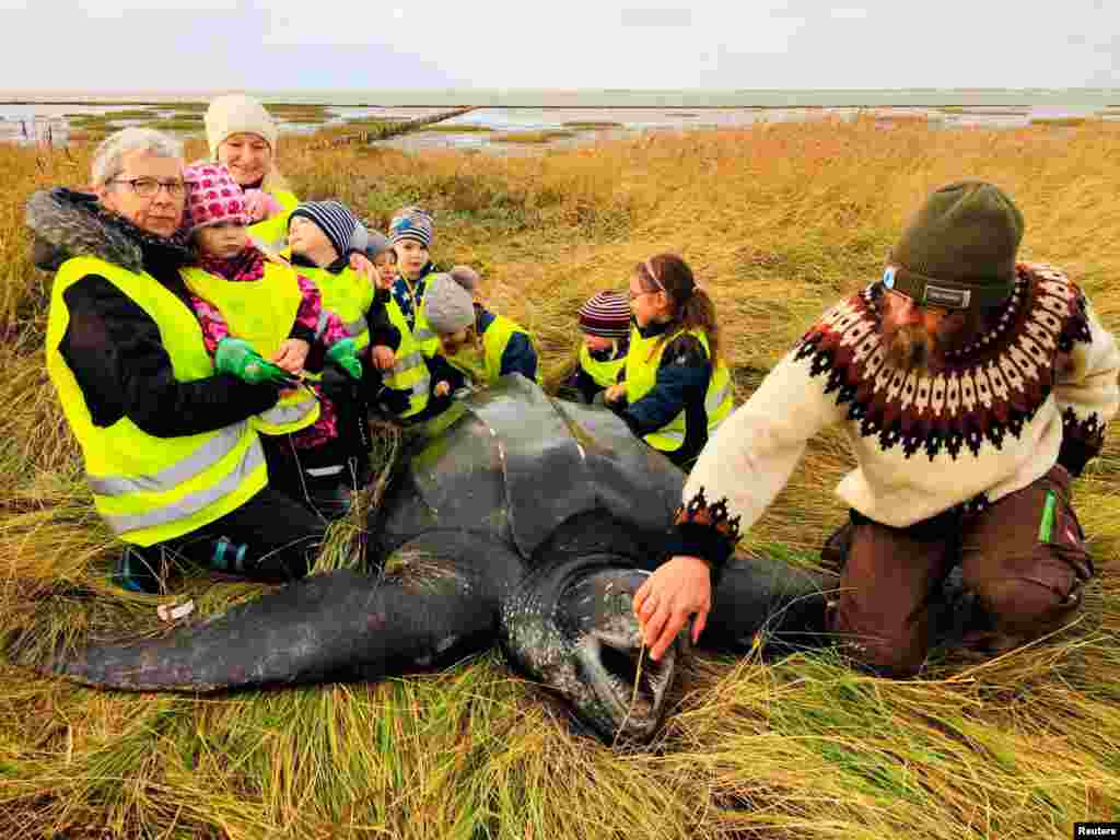 Children gather around a giant leatherback turtle that was found on a seashore in southern Jutland, Denmark, Nov. 3, 2020.