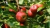 More land worldwide is being used for organic farming. However, the amount remains a fraction of that used for conventional agriculture.