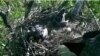 Online Voting Opens: Name the Baby Eagles!
