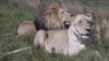 New Study Shows African Lion Populations Declining