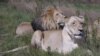 Effort Launched to Save Africa’s Lions 