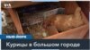 Яичный коллапс в США 
