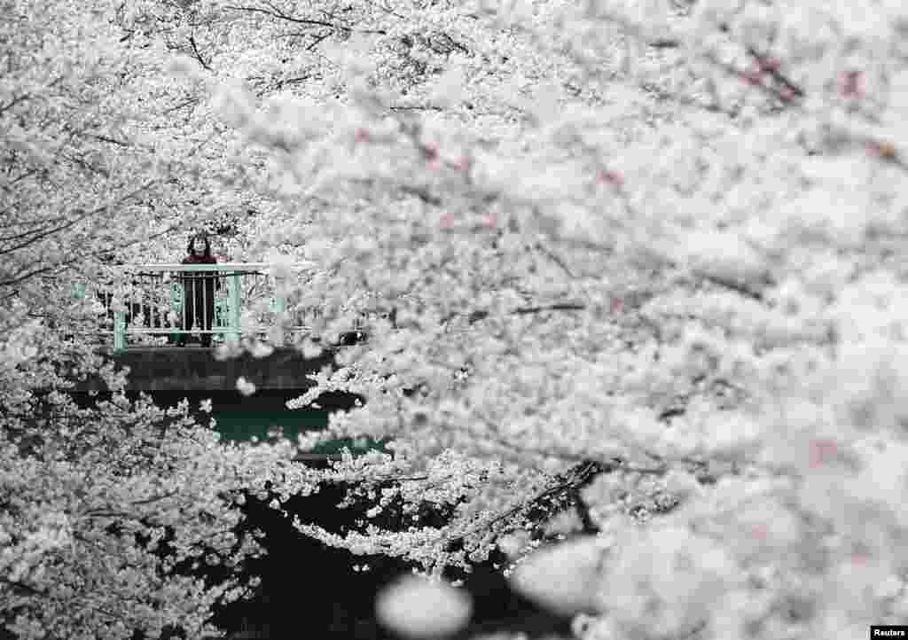 东京樱花盛，人在花海中