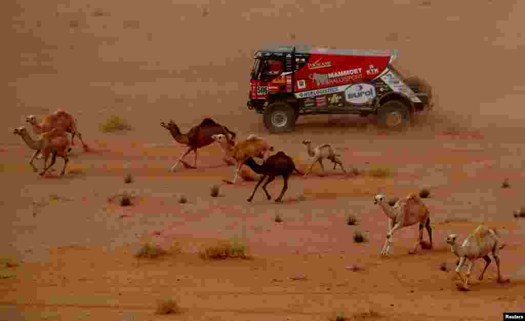 Mammoet Rallysport's Martin Van Den Brink and Co-Driver Wouter De Graaff surrounded by camels, compete during the Stage 10 of the Dakar Rally between Neom and Alula in Saudi Arabia.
