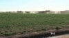 California’s Water System Not Created To Handle Current Drought