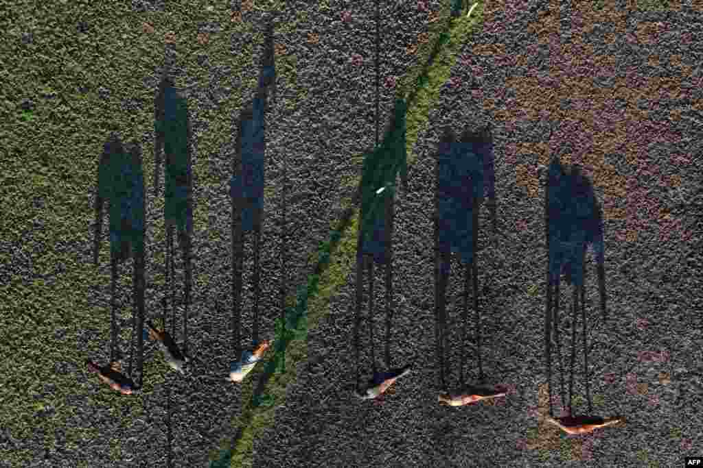 Shadows of horsesare seen in their meadow in Saint-Gondran, western France.