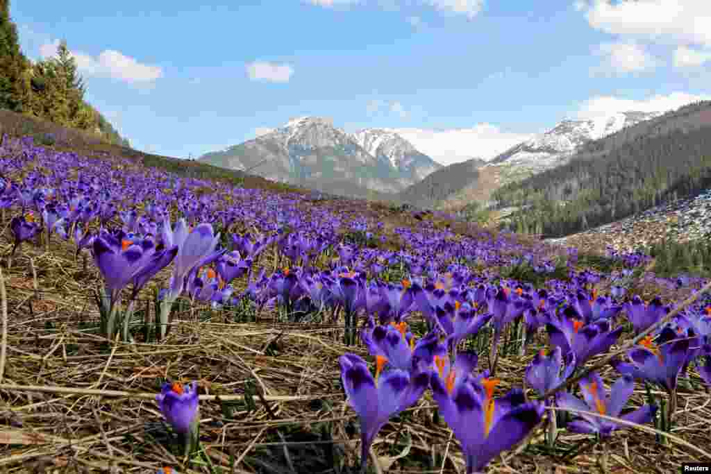 Blooming crocuses, a sign of the spring season, are pictured in the Chocholowska Valley in the Tatra Mountains near Zakopane, Poland.