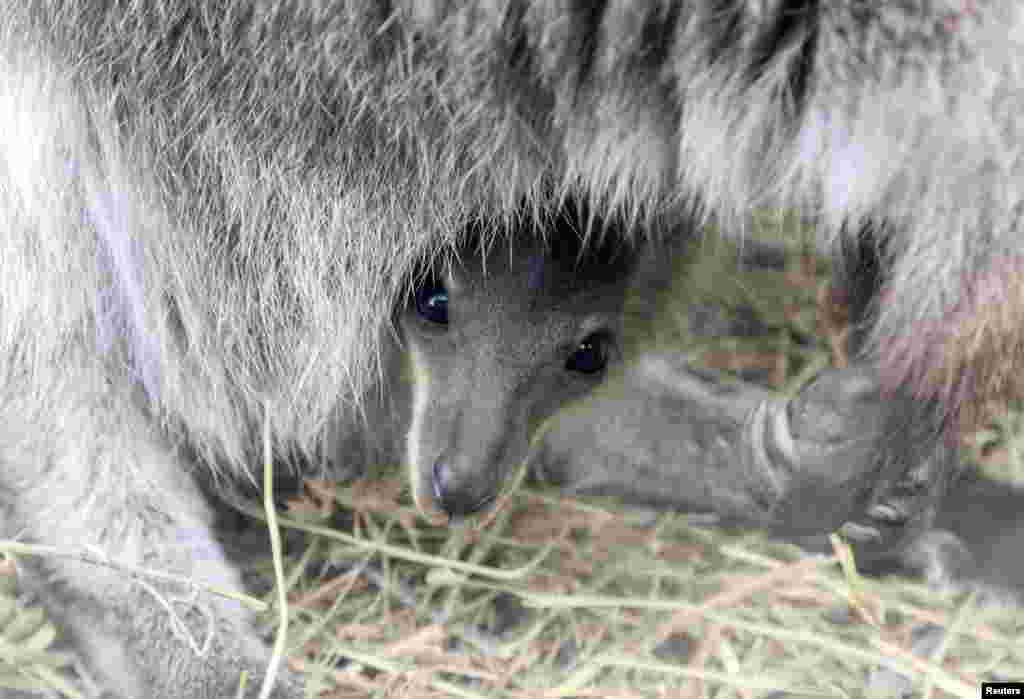 A newborn kangaroo joey peers out from its mother's pouch at a zoo in the local park of miniatures in Bakhchisaray, Crimea.