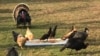 Every Saturday before Thanksgiving, the turkeys at Poplar Spring Animal Sanctuary in Poolesville, Maryland, get to enjoy a feast of cut-up fruit and vegetables. 