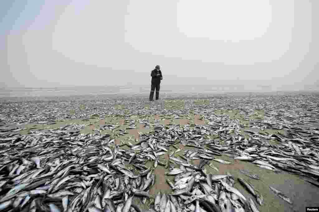 An employee from Chile's National Fisheries and Aquaculature Service looks at dead fish washed up on shore, in Horcones, Chile, Feb. 3, 2021.