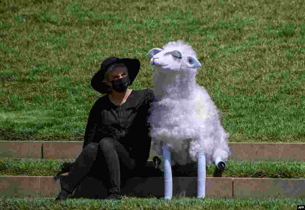 A Basil Twist's puppeteer sits with a sheep puppet prior to a New York Philharmonic performance at Hearst Plaza at Lincoln Center, April 7, 2021 in New York City.