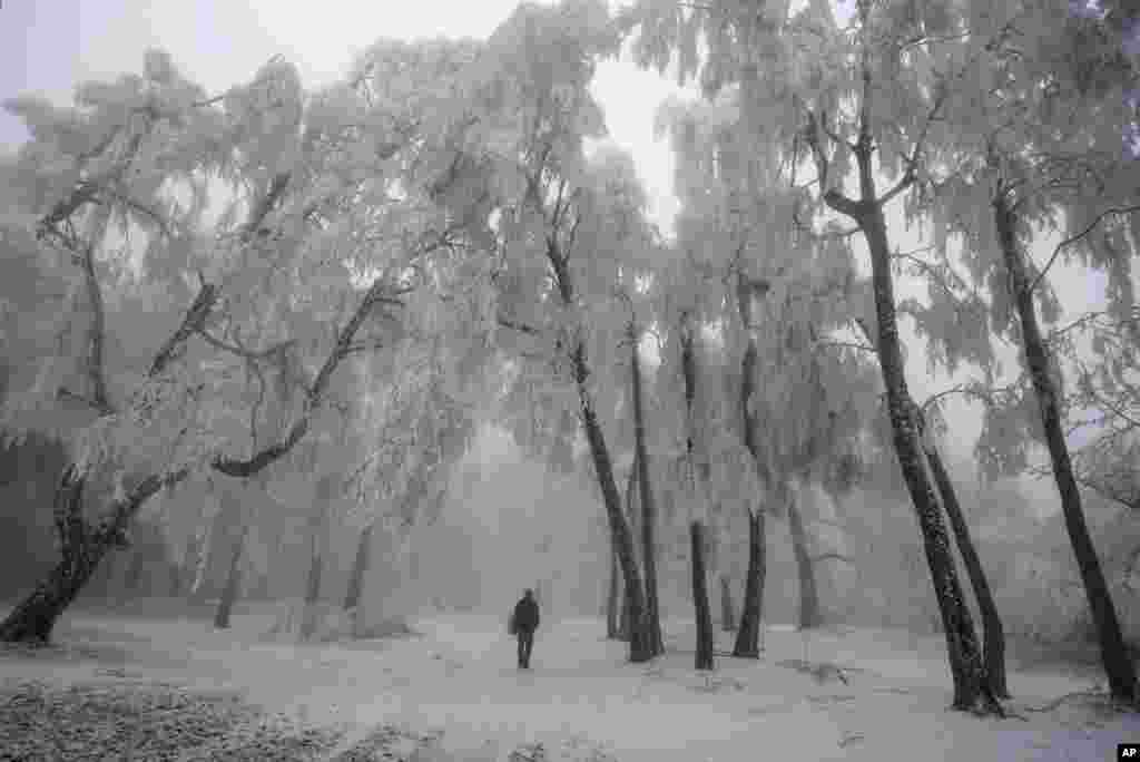 A man walks under trees covered with hoar-frost on Galyateto Mountain, Hungary.