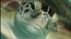 Originally named Las Tortugas, Spanish for 'The Turtles,' in 1513, the sand and coral islands of Dry Tortugas National Park are still home to five species of endangered sea turtles.
