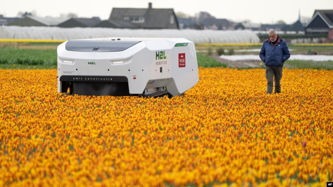 Theo the robot walks with his namesake checking Dutch tulip fields for sick flowers in Noordwijkerhout, Netherlands, Tuesday, March 19, 2024. (AP Photo/Peter Dejong)