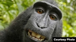 El famoso selfie de Naruto, una macaco hembra que en 2011 se tomó varias fotos después de llevarse la cámara del fotógrafo británico David Slater.
