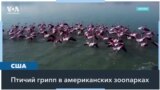 Птичий грипп добрался до зоопарков 