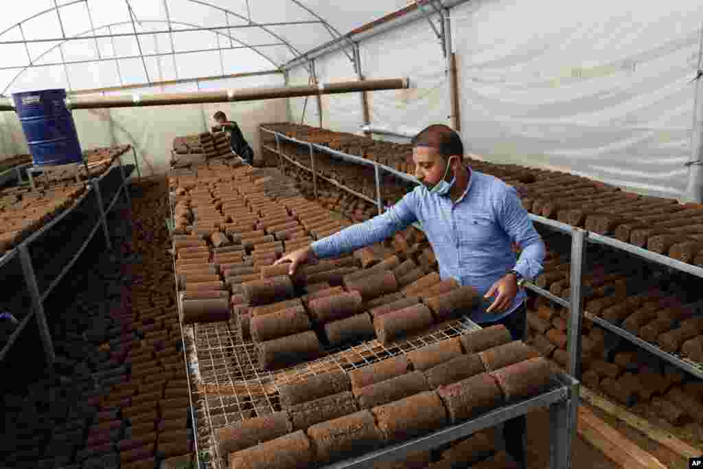 Engineer Tamer Abu Mutkikv sorts out pomace olive oil waste at his local workshop at Abasan, east of Khan Younis, southern Gaza Strip. Palestinian engineers and workers recycle olive oil waste to turn into fuel. 