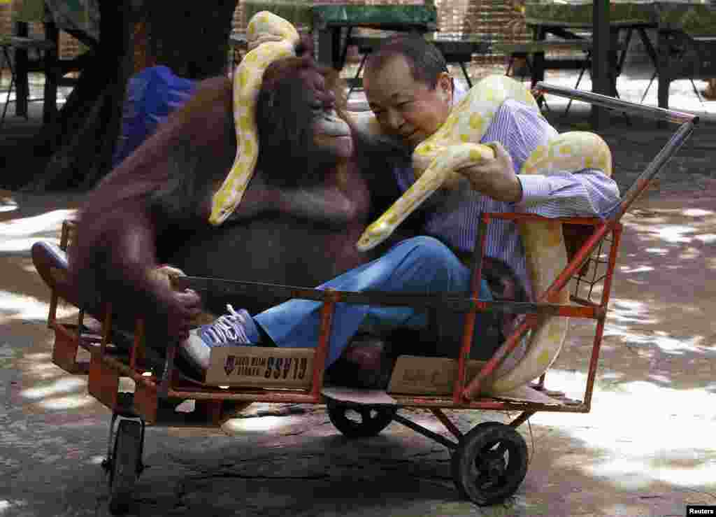 Manny Tangco, pemilik Kebon Binatang Malabon, memegang sepasang ular Python "albino", sementara dia bermain dengan orangutan saat perayaan Hari Dunia Satwa di Malabon, utara Manila, Filipina.