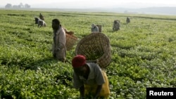 Wafanyakazi wakichuma chai katika shamba la chai nje ya Kericho, Februari 6, 2008. Picha na shirika la habari la REUTERS/Peter Andrews.