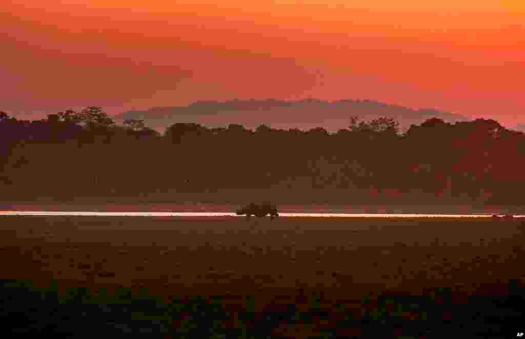 A one-horned rhinoceros grazes as the sun sets in the Agoratoli range of Kaziranga National Park, east of Gauhati, in the northeastern state of Assam, India.